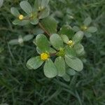 Portulaca oleraceaList