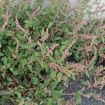 Amaranthus deflexus موطن