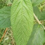 Viburnum rhytidophyllumبرگ