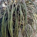 Brassavola tuberculata Hoja