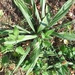 Plantago argentea Levél