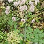 Angelica sylvestrisFloare