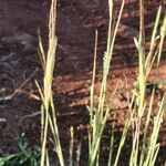 Heteropogon contortus Flor