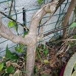 Passiflora edulis 樹皮