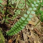 Asplenium platyneuron Leht