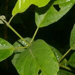 Siparuna thecaphora Leaf