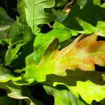 Quercus × rosacea Hoja