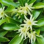 Illicium verum Flower