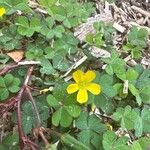 Oxalis exilis Цветок