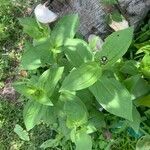 Zinnia acerosa 葉