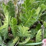 Geum triflorum Leaf