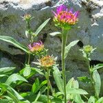 Symphyotrichum spathulatum Flower