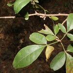 Trichilia trifolia List