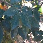Zelkova sicula Leaf