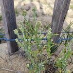 Pseudognaphalium undulatum Vivejo