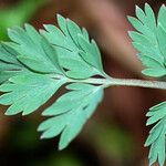 Corydalis flavula Leaf