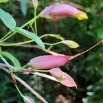 Dolichandra cynanchoides Flower