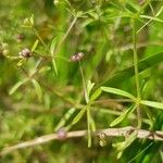 Galium trifidum Fruit