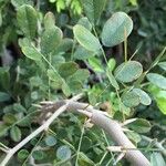 Dalbergia melanoxylon Лист