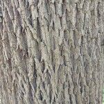 Fraxinus pennsylvanica Bark