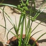 Cyperus eragrostisLehti