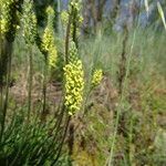 Plantago holosteum Квітка