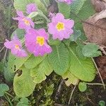 Primula vulgarisFlor