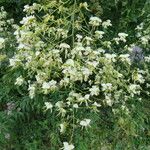 Cladrastis kentukea Flower