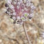 Allium polyanthum ফুল