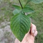 Ruellia blechum Blad