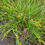 Carex demissa Lorea