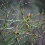 Cyperus polystachyos Blomma