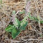 Ledebouria revoluta Хабит
