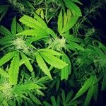 Cannabis sativa List