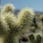 Cylindropuntia acanthocarpa Kéreg