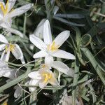 Leucocrinum montanum Flower