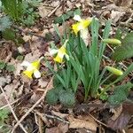 Narcissus minor Fleur