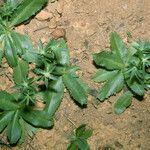 Eryngium foetidum Plante entière