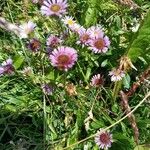 Erigeron neglectus Çiçek