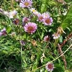 Erigeron neglectus