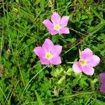 Sabatia campestris موطن