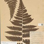 Cyathea surinamensis Лист