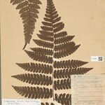 Cyathea surinamensis 叶