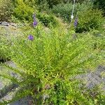 Scutellaria baicalensis Habitat