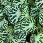 Begonia imperialis Habit