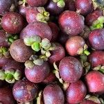 Garcinia mangostana Fruit