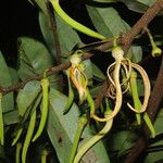 Xylopia aethiopica Λουλούδι