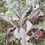 Verbascum undulatum Leaf