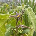 Solanum mammosum ফুল