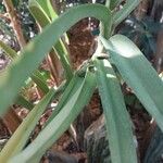 Vanda coerulescens Folha